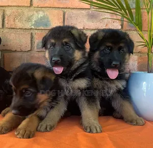 3-6 months Male Purebred German Shepherd