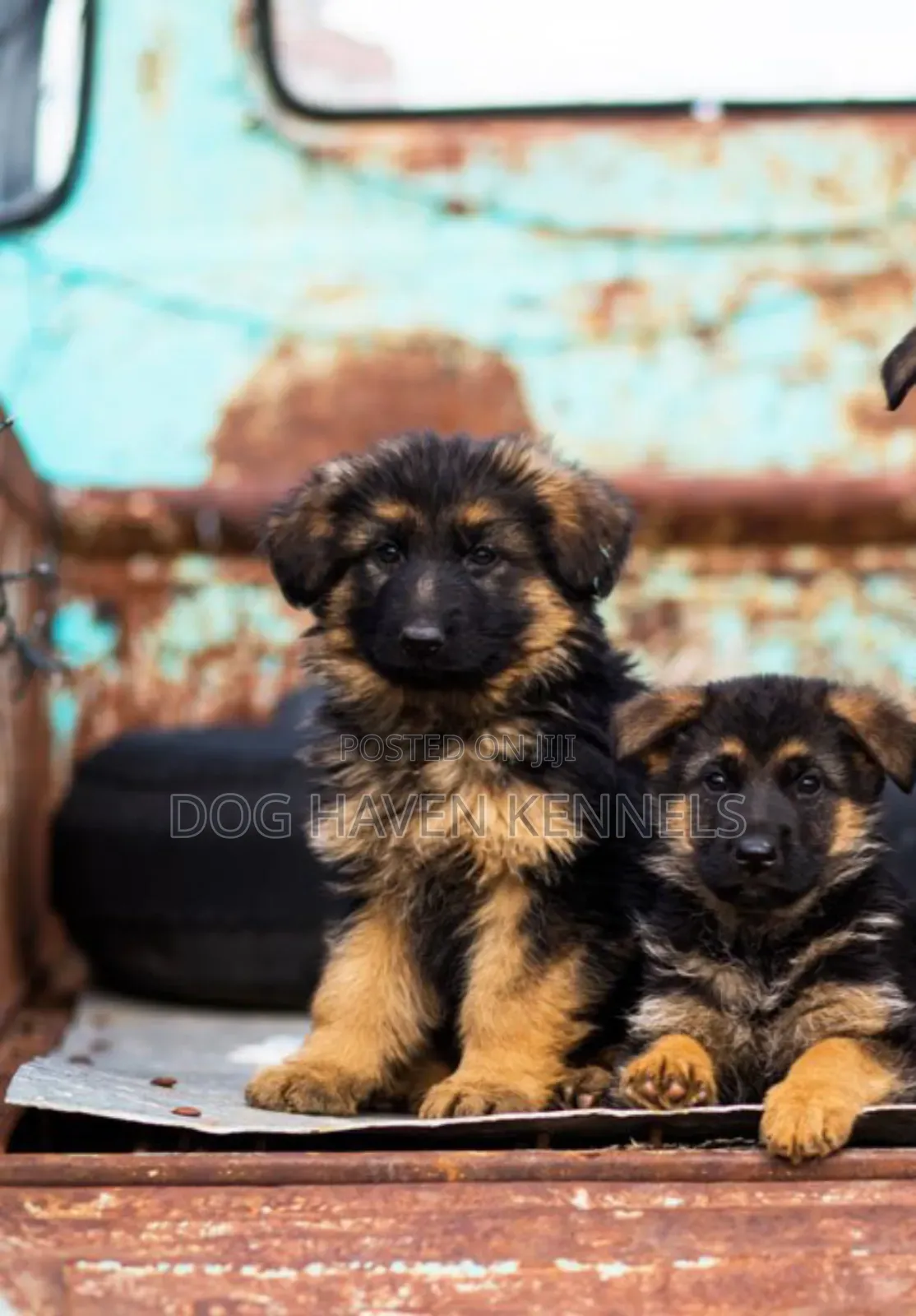 3-6 months Male Purebred German Shepherd