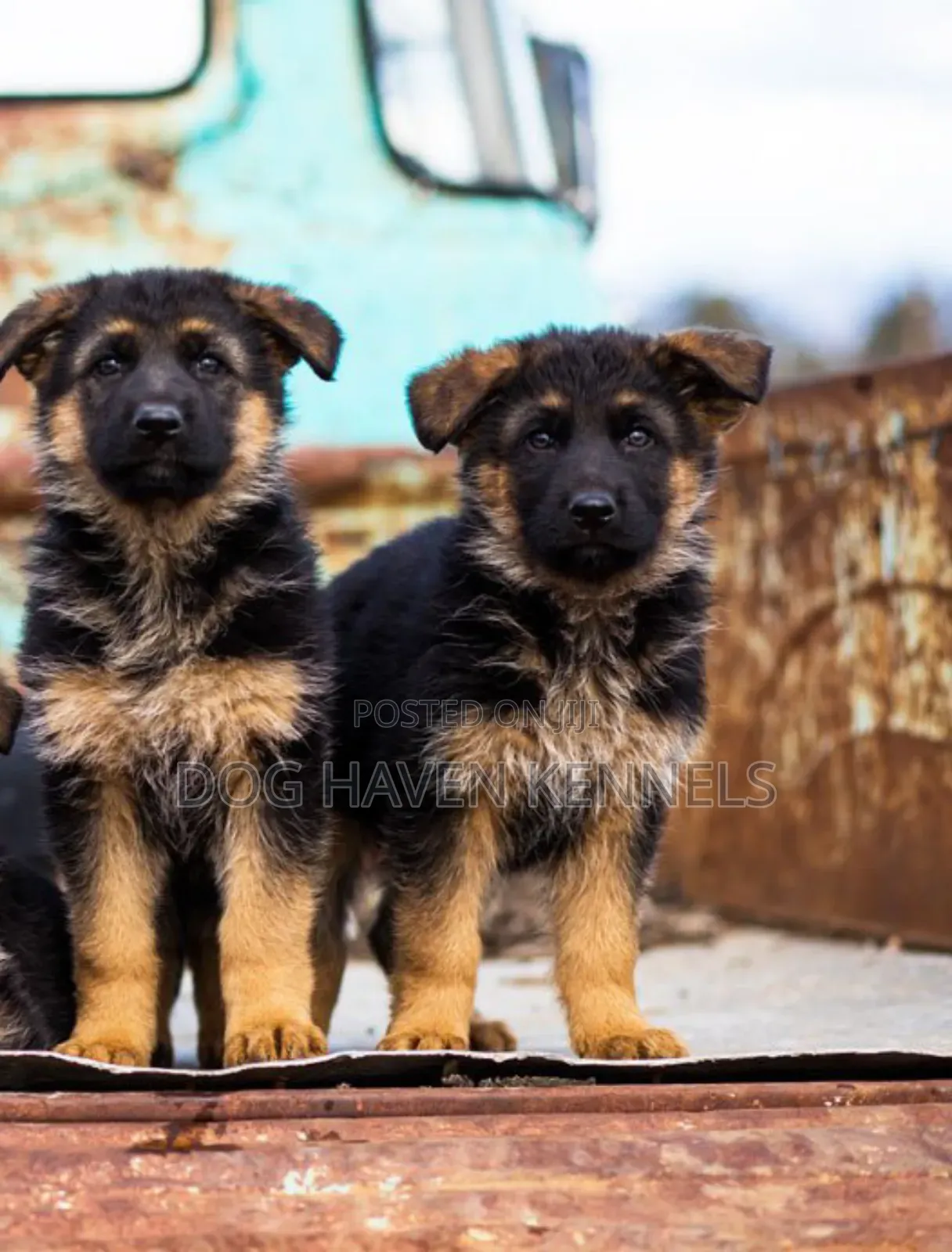 3-6 months Male Purebred German Shepherd
