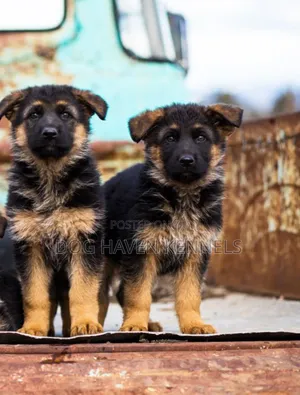 3-6 months Male Purebred German Shepherd