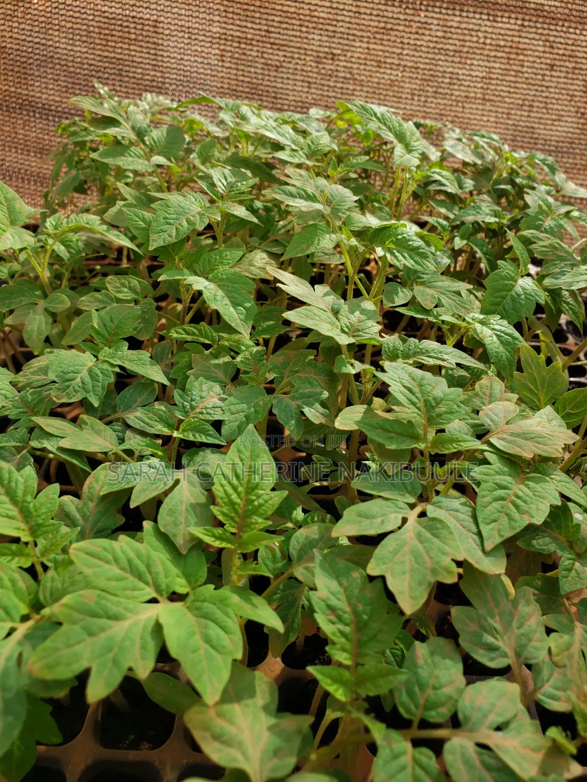 Ready to Plant Seedlings