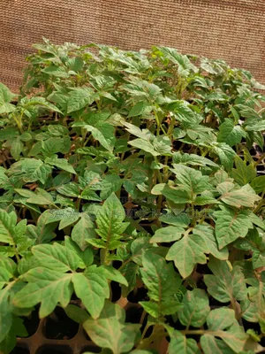 Ready to Plant Seedlings