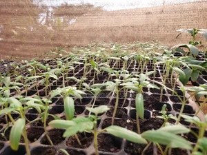 Vegetable Seedlings