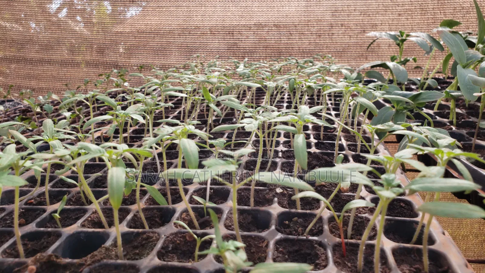 Vegetable Seedlings
