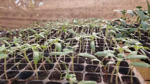 Vegetable Seedlings