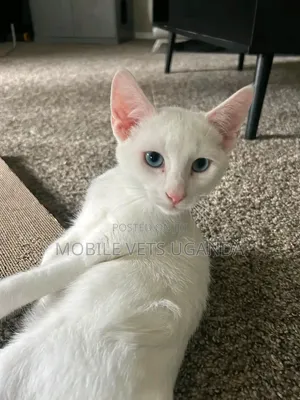 1-3 months Female Purebred Sphynx