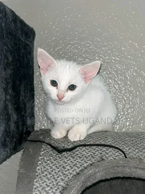 1-3 months Male Purebred Tonkinese