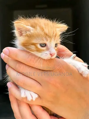 0-1 month Female Purebred Balinese