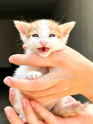 0-1 month Female Purebred Manx