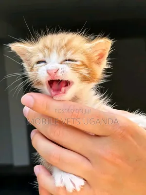 0-1 month Female Purebred American Bobtail