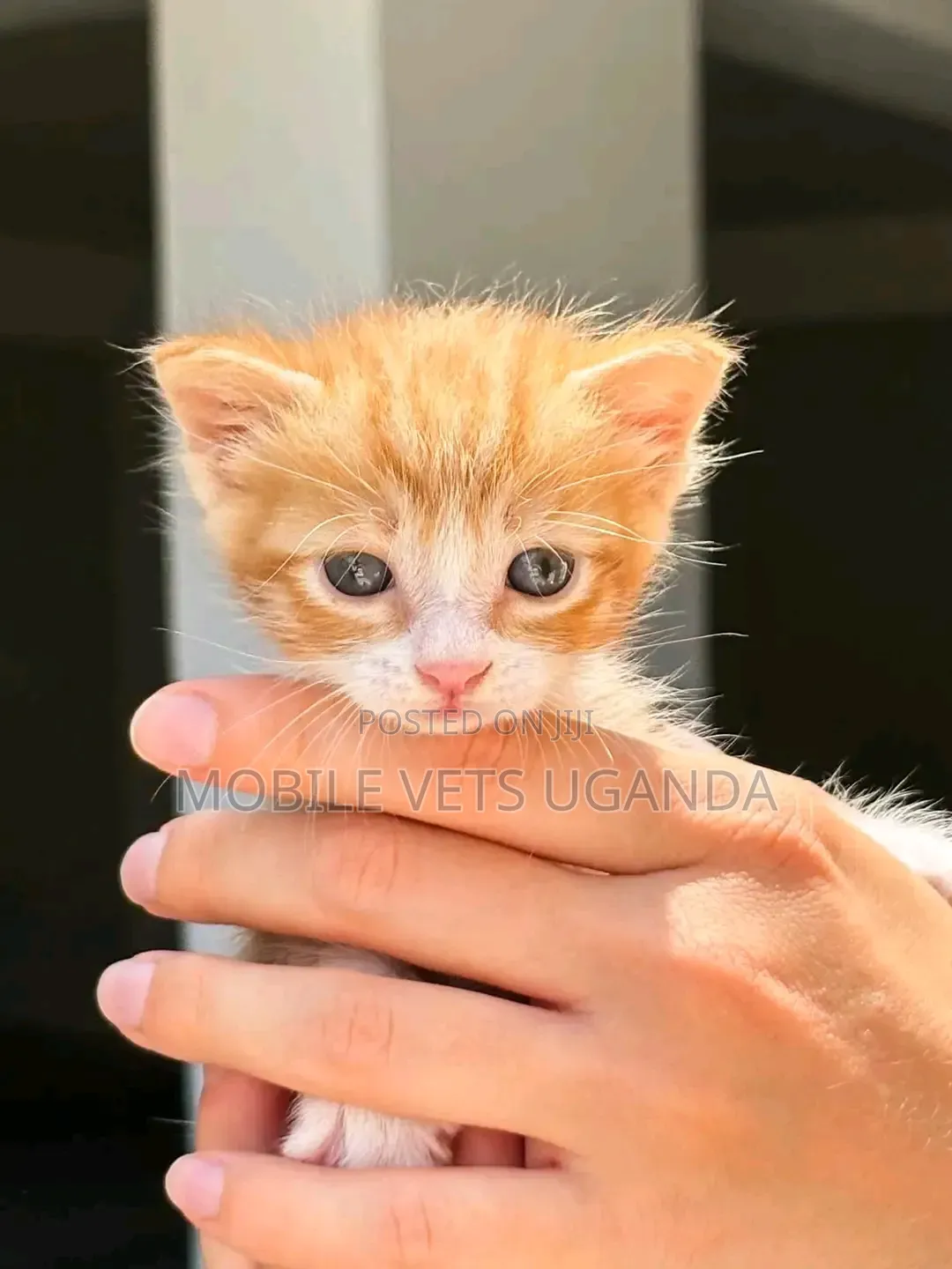 1-3 months Female Purebred Bombay