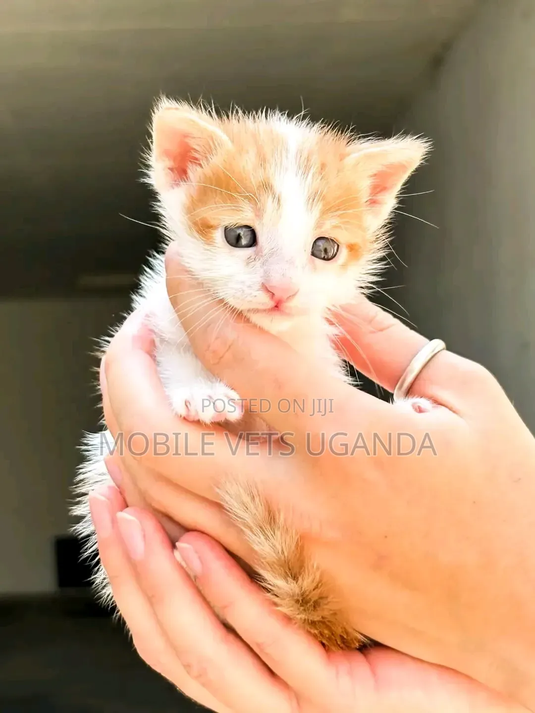1-3 months Female Purebred American Curl