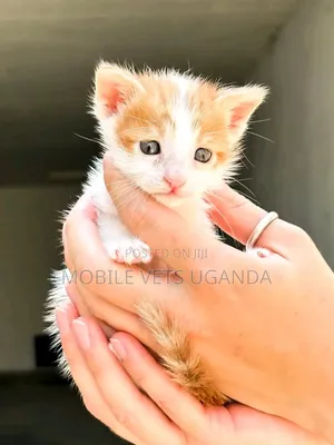 1-3 months Female Purebred American Curl
