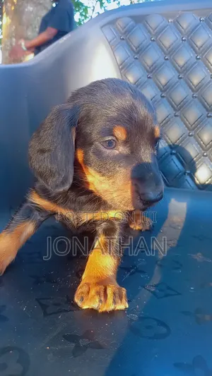 1-3 months Male Purebred Dachshund