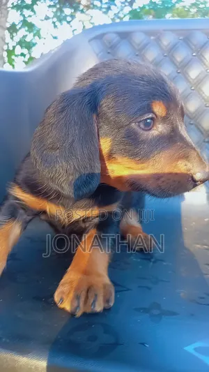 1-3 months Male Purebred Dachshund
