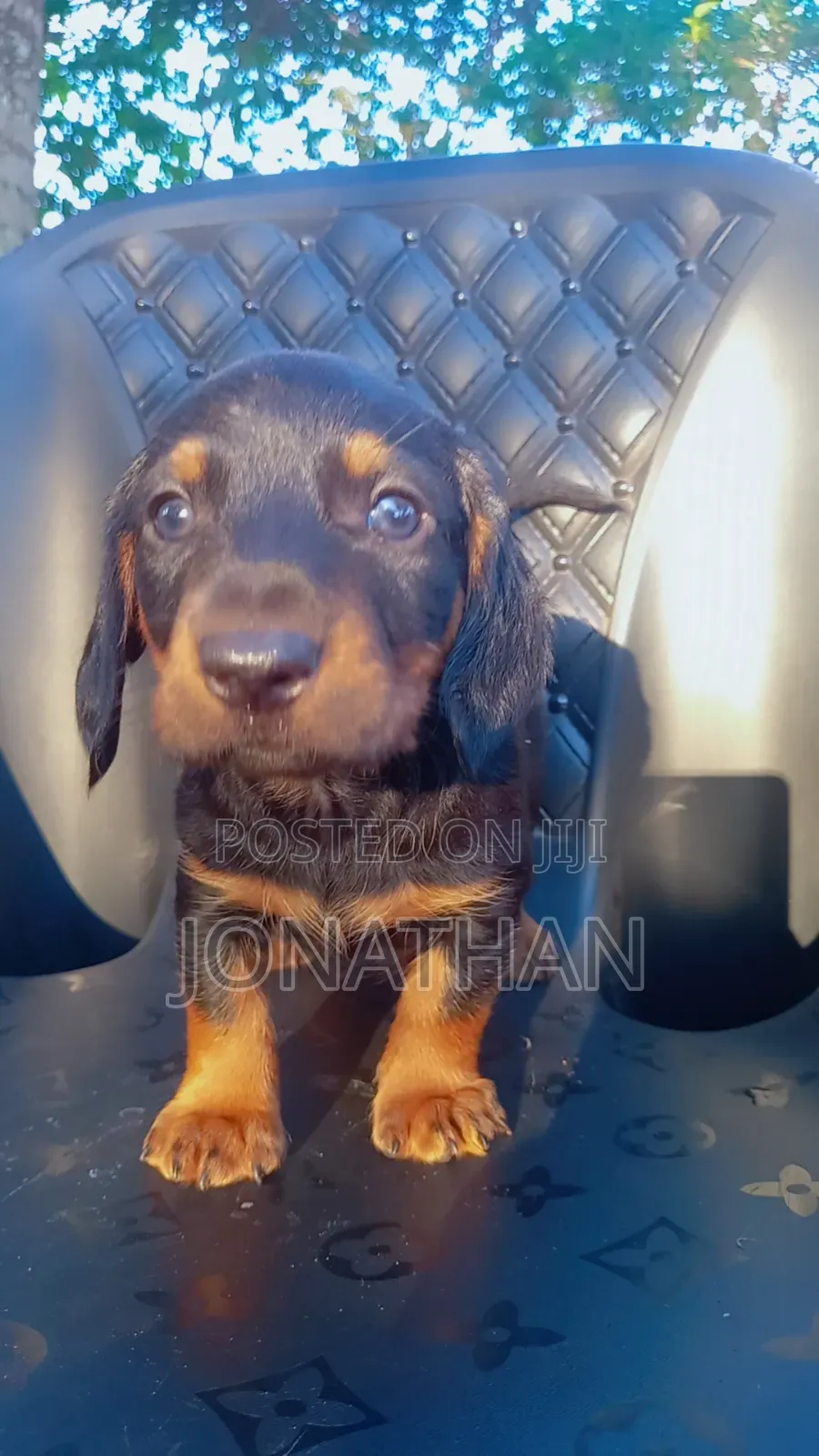 1-3 months Male Purebred Dachshund
