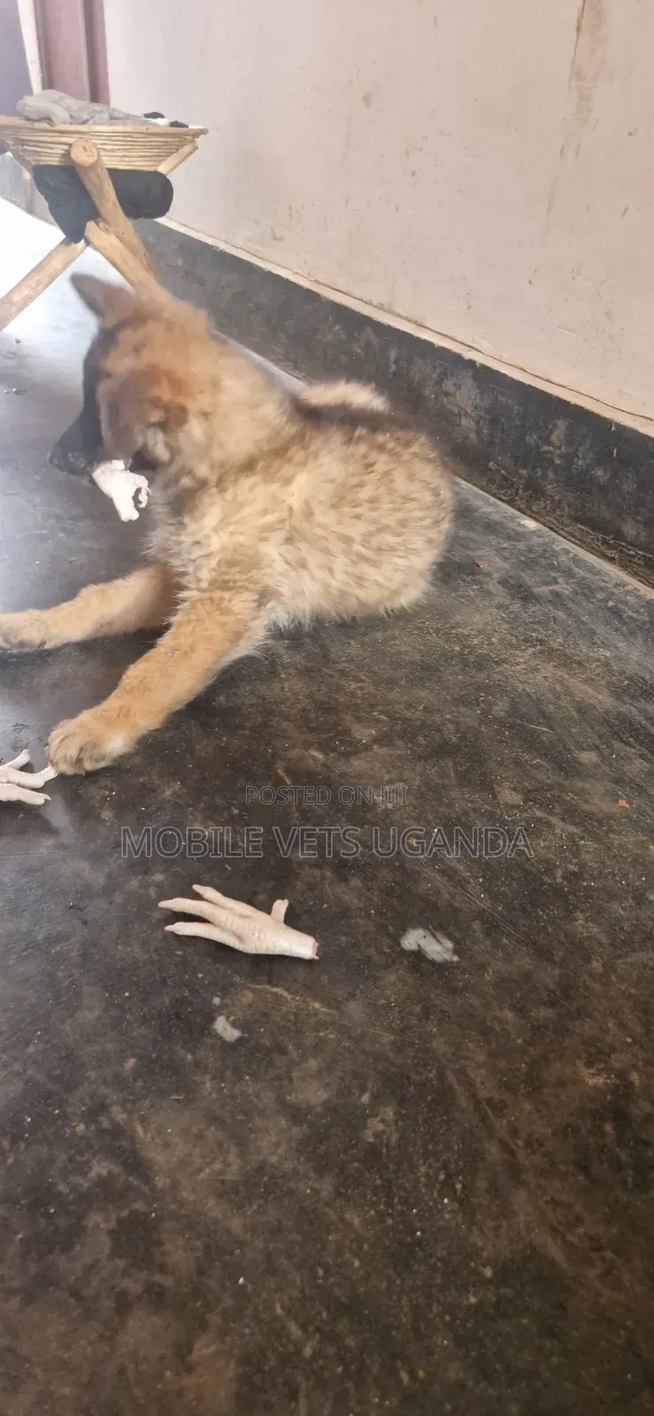 1-3 months Female Purebred German Shepherd
