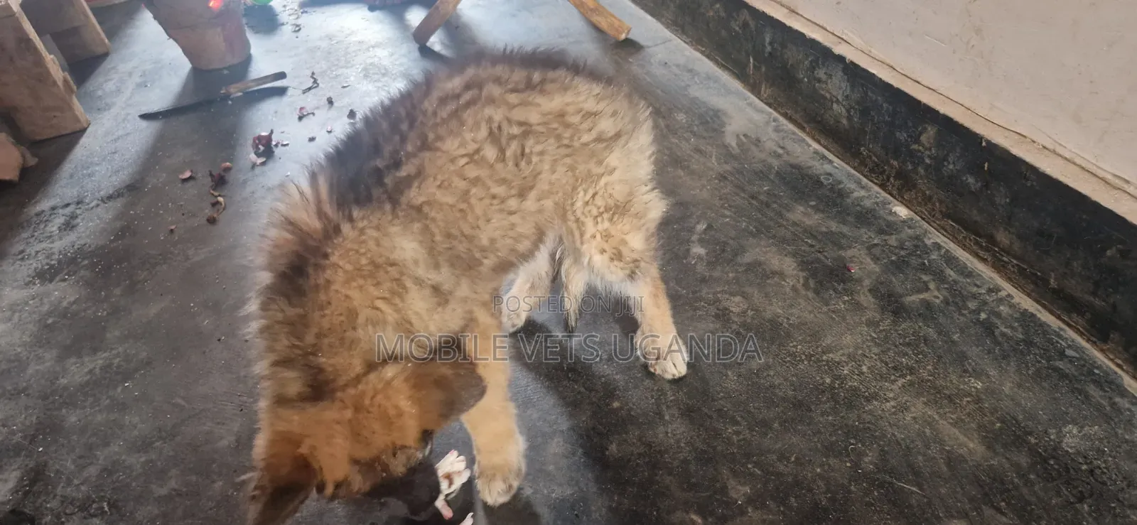 0-1 month Female Purebred German Shepherd