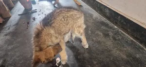 0-1 month Female Purebred German Shepherd