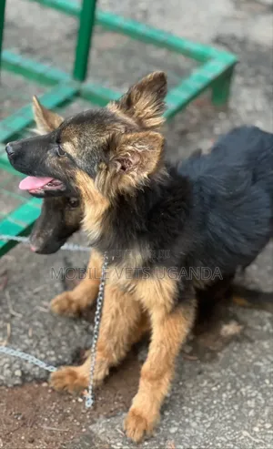 1-3 months Female Purebred German Shepherd
