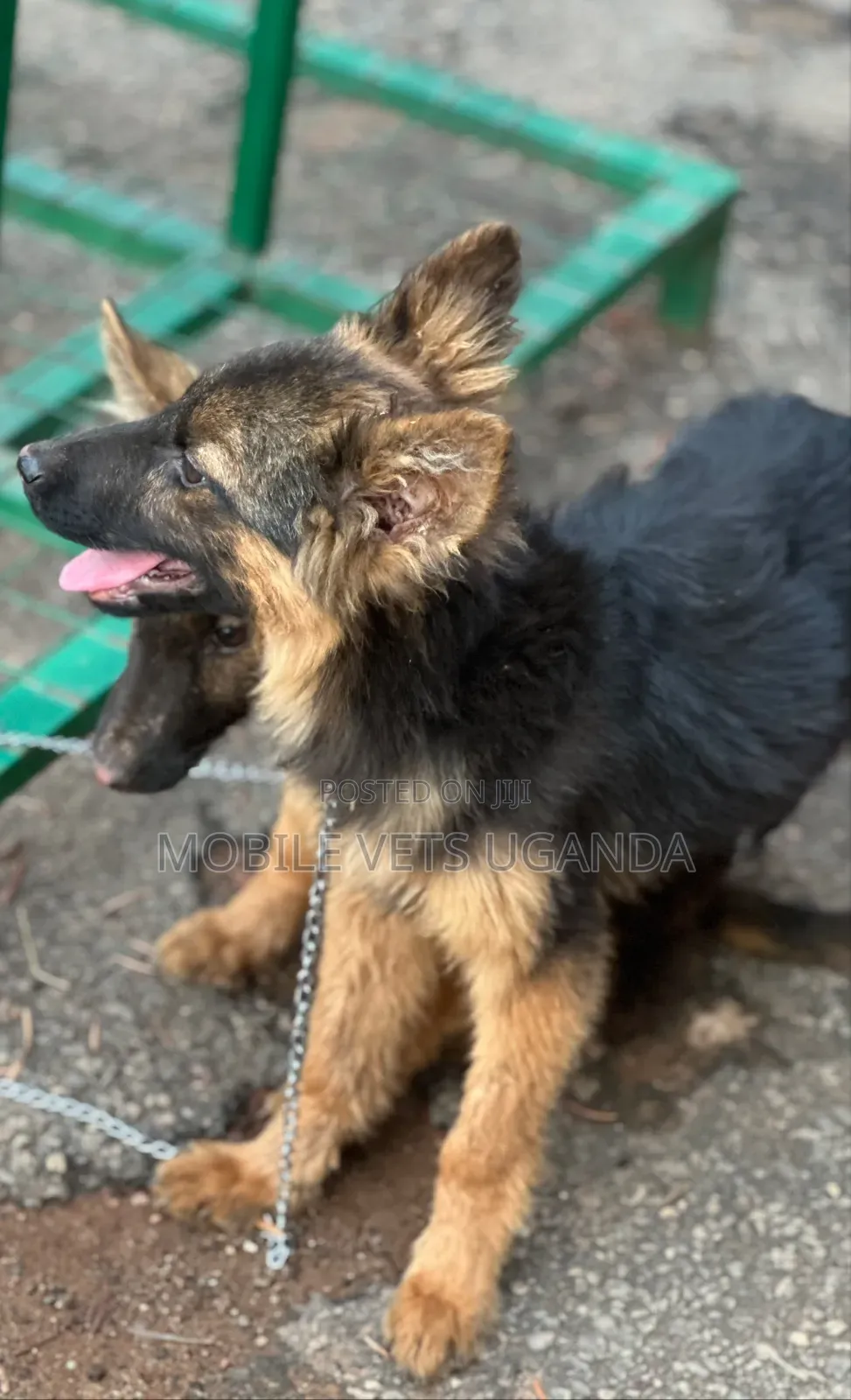 1-3 months Female Purebred German Shepherd