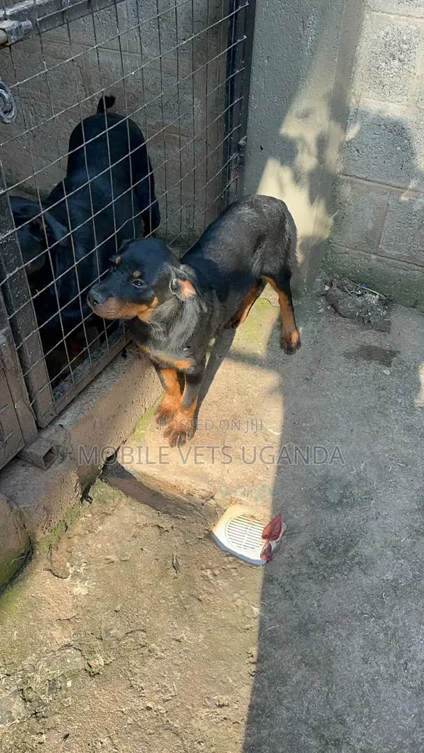 3-6 months Male Purebred Rottweiler