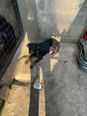 3-6 months Female Purebred Rottweiler