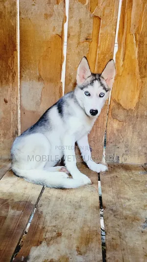 1-3 months Female Purebred Siberian Husky