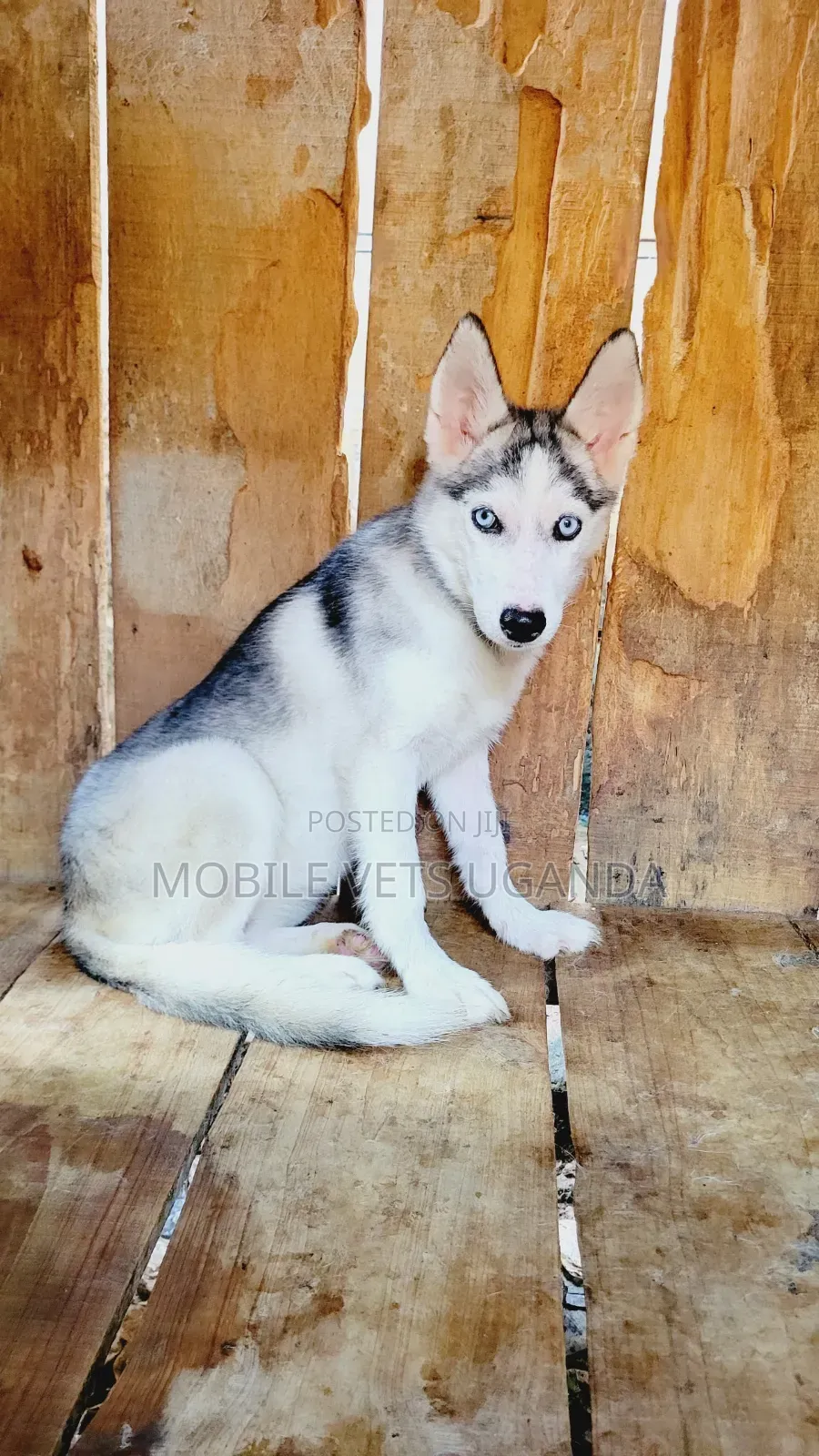 1-3 months Female Purebred Siberian Husky
