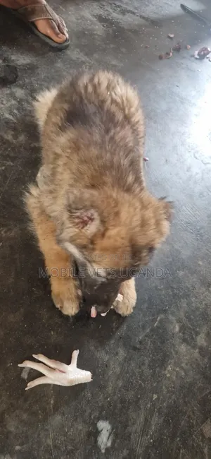 1-3 months Male Purebred German Shepherd