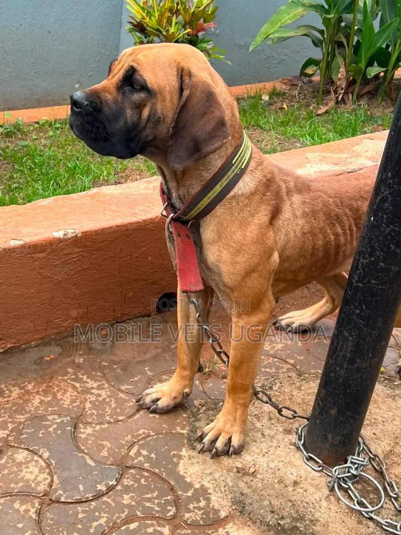 3-6 months Male Purebred Boerboel