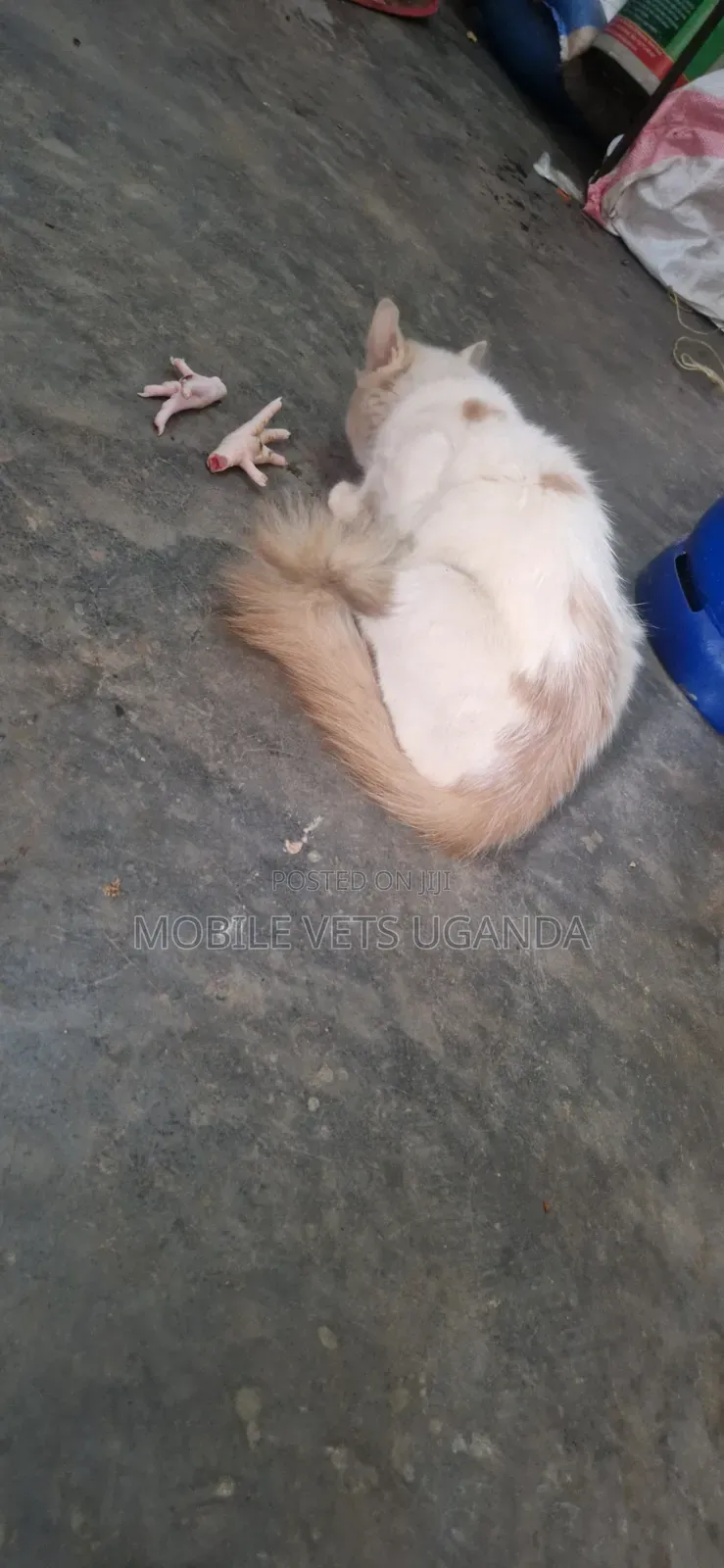 3-6 months Female Mixed Breed Ragdoll