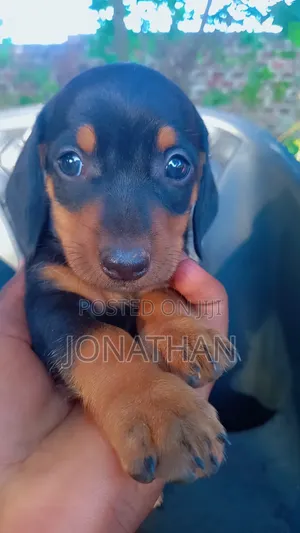 1-3 months Male Purebred Dachshund