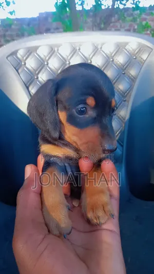 1-3 months Male Purebred Dachshund