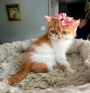 1-3 months Female Purebred Persian