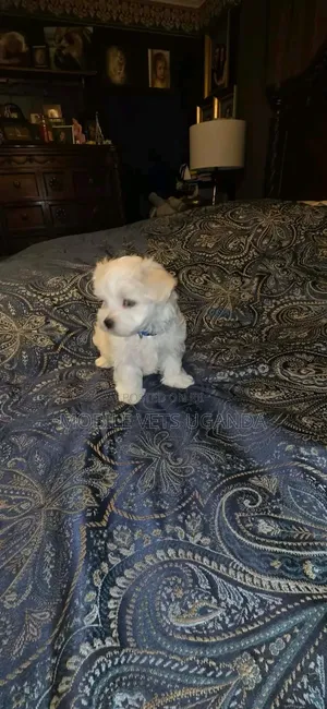 1-3 months Male Purebred Maltese