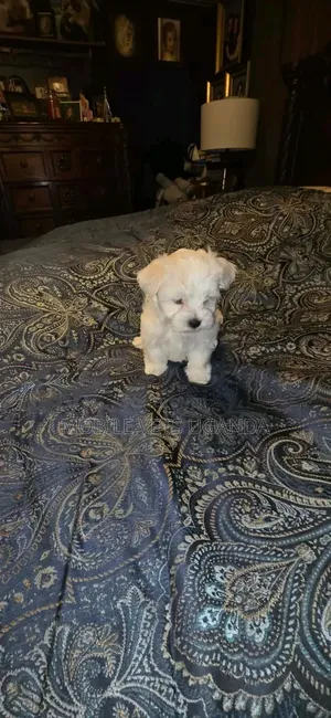 1-3 months Female Purebred Maltese