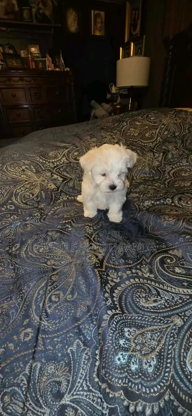 1-3 months Female Purebred Maltese
