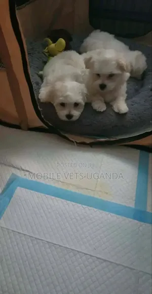 3-6 months Female Purebred Maltese
