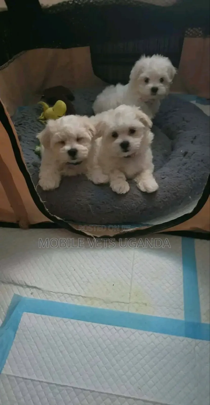 1-3 months Female Purebred Maltese
