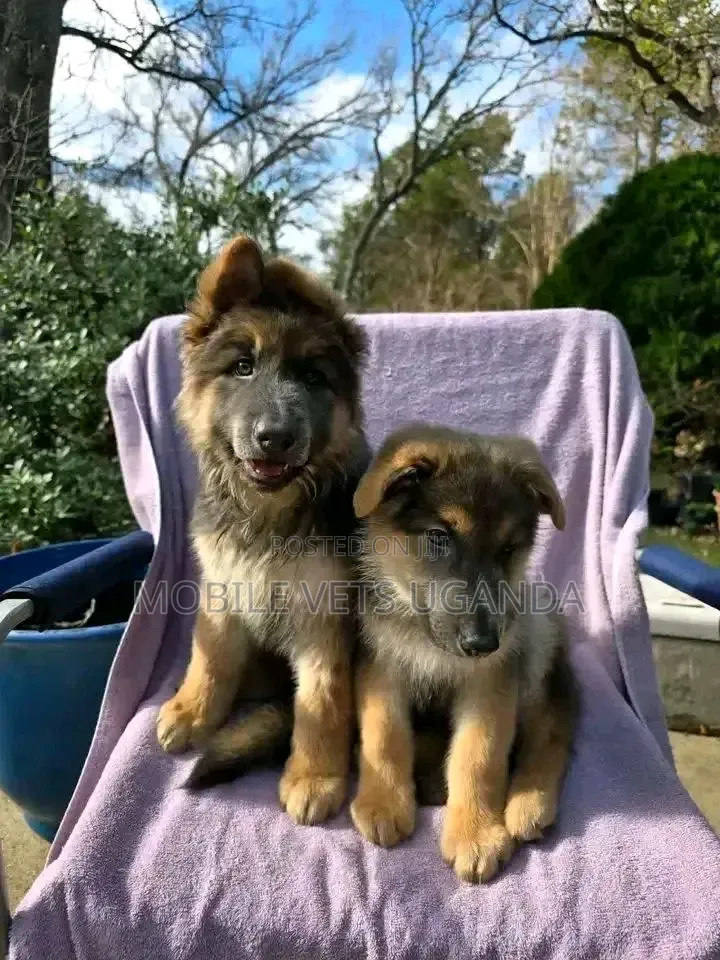 3-6 months Female Purebred German Shepherd