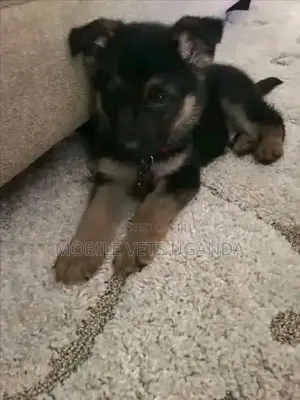 1-3 months Female Purebred German Shepherd