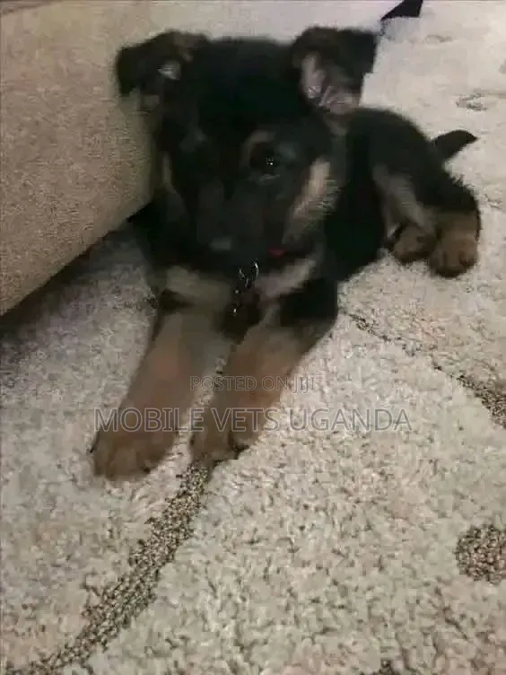 1-3 months Female Purebred German Shepherd