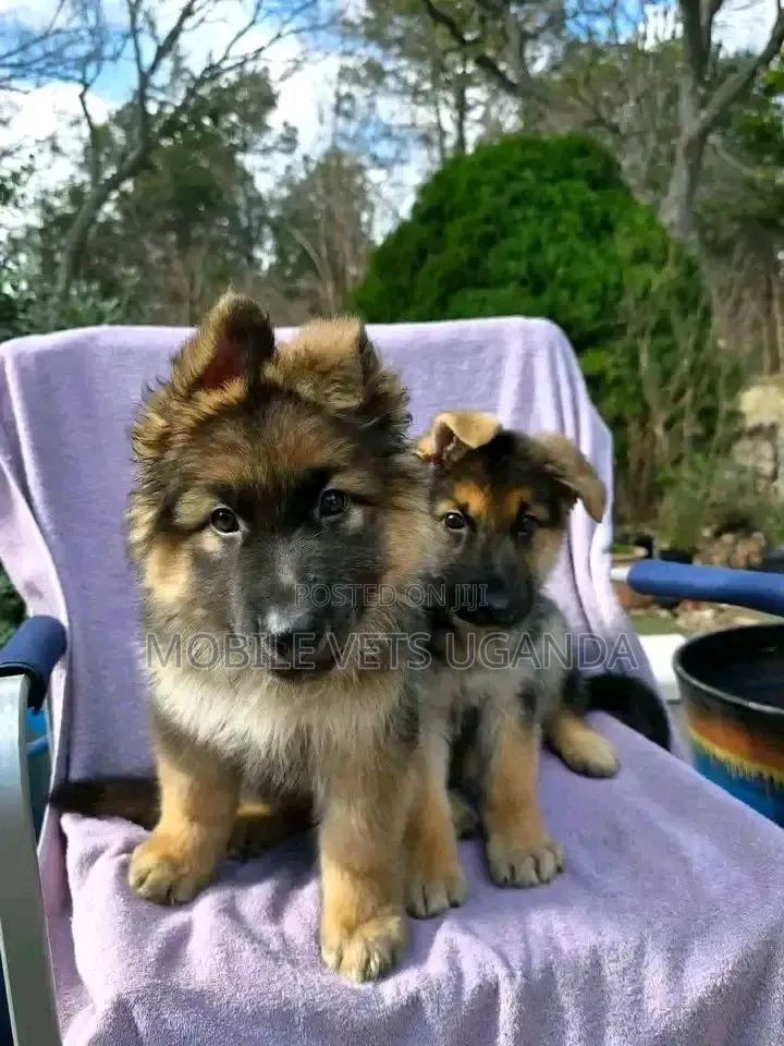 1-3 months Female Purebred German Shepherd