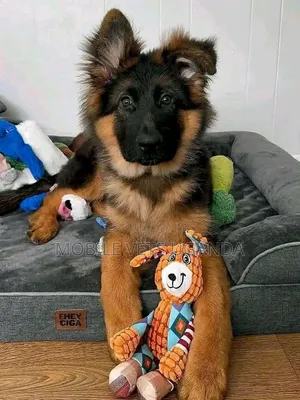 3-6 months Female Purebred German Shepherd