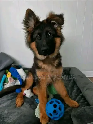 1-3 months Female Purebred German Shepherd