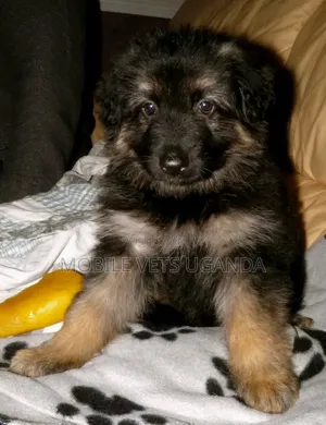 0-1 month Male Purebred German Shepherd