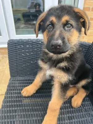 1-3 months Female Purebred German Shepherd