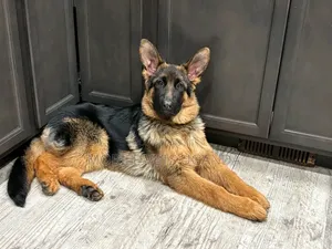 3-6 months Female Purebred German Shepherd