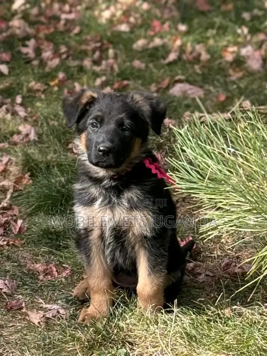 1-3 months Male Purebred German Shepherd